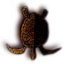 Green Turtle