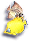 Butterfly Fish