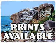 Prints Available